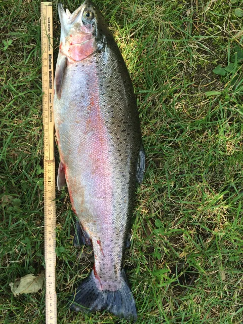 Regenbogenforelle