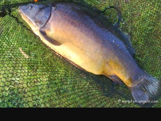 Karpfen