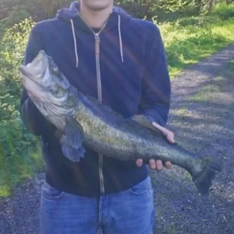 Zander