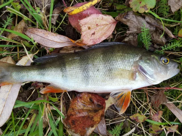 Flussbarsch