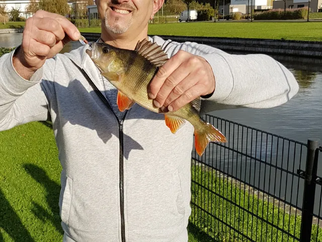 Flussbarsch