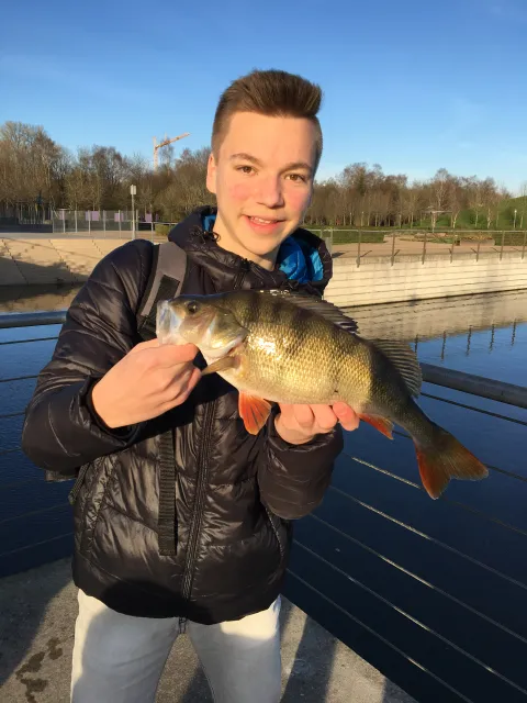 Flussbarsch