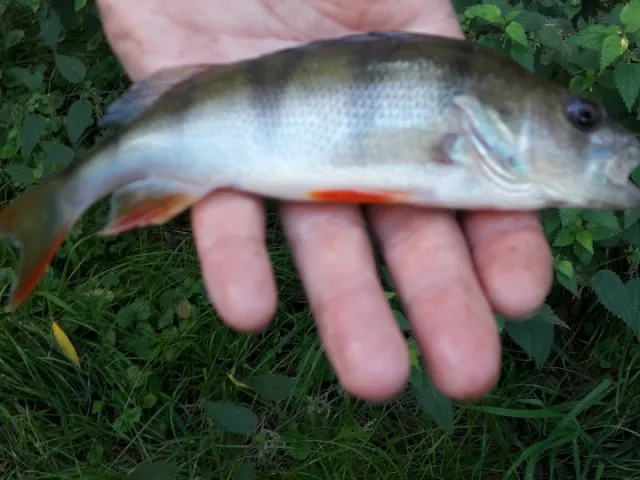 Flussbarsch