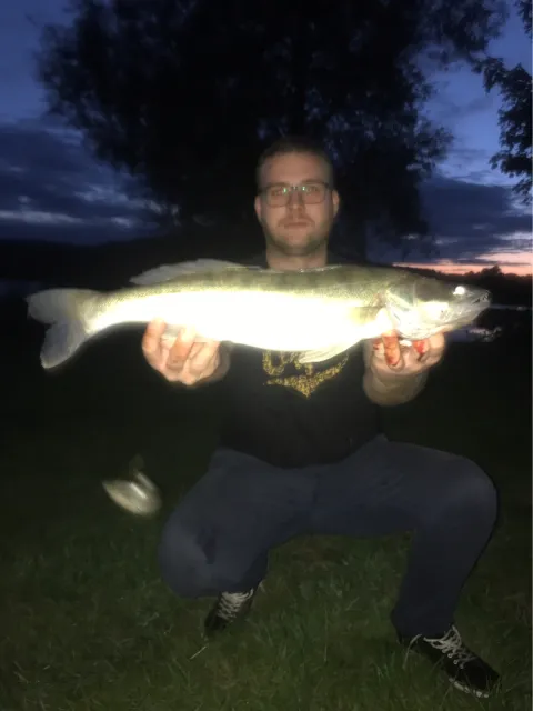 Zander