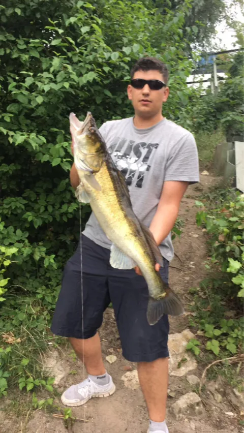 Zander