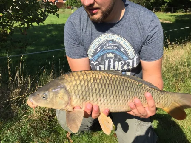 Karpfen
