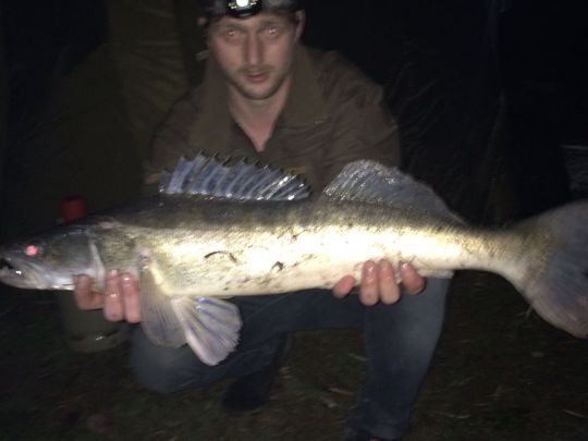 Zander