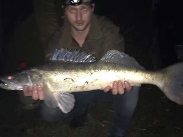 Zander