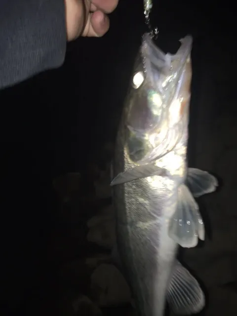 Zander