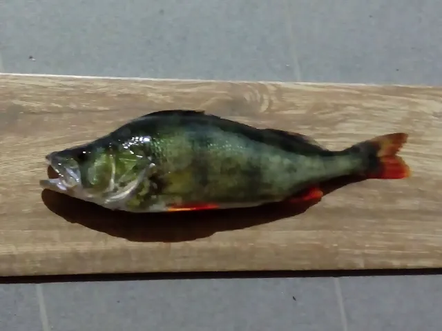 Flussbarsch