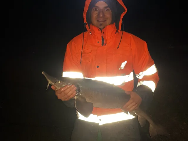 Stör