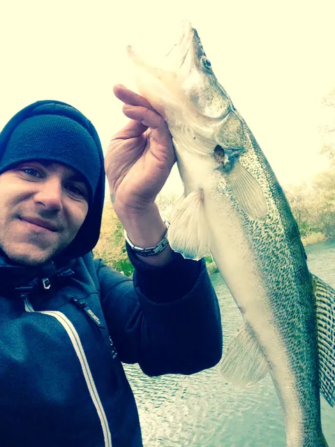 Zander