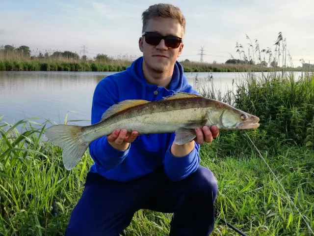Zander