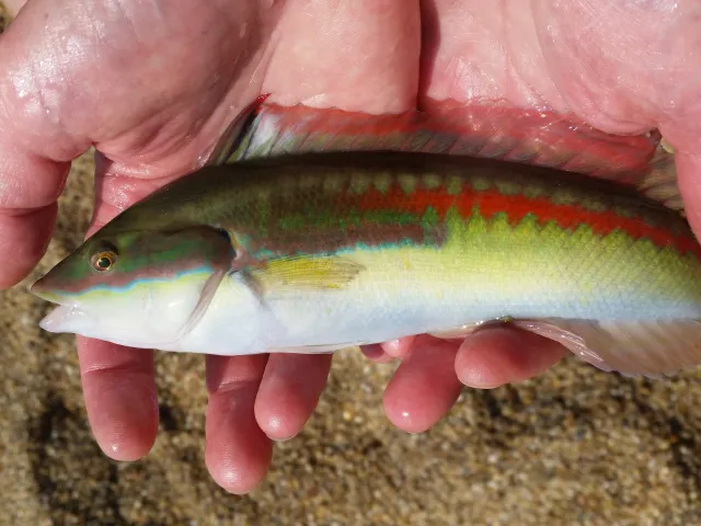 Lippfisch