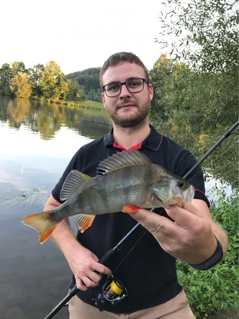 Flussbarsch