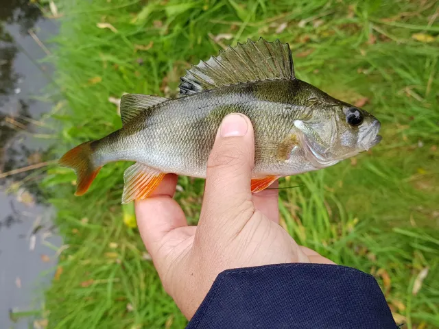 Flussbarsch