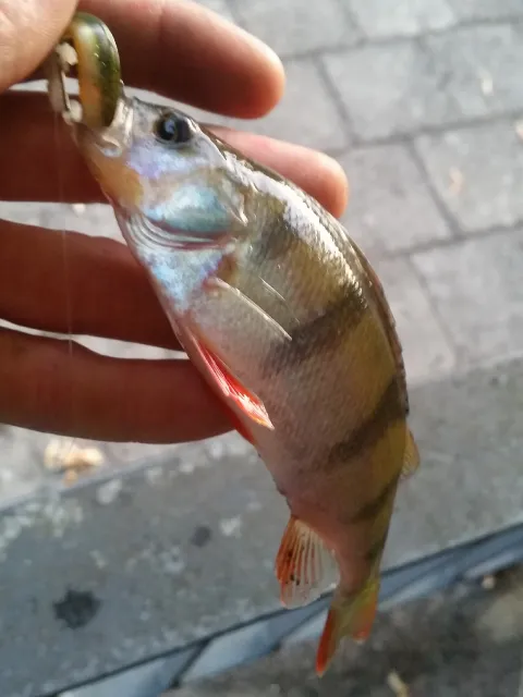 Flussbarsch