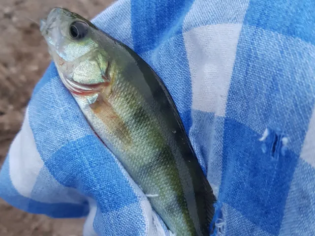 Flussbarsch