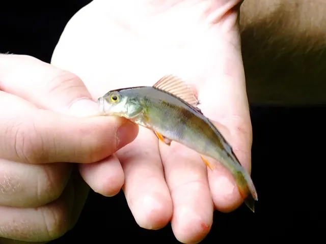 Flussbarsch