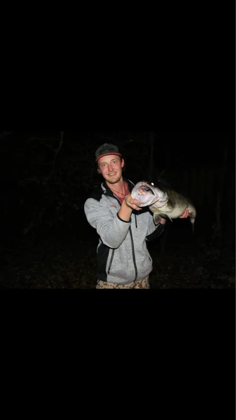 Zander