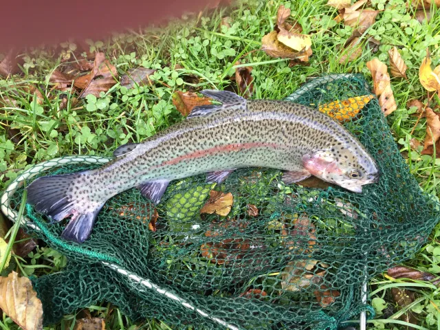 Regenbogenforelle