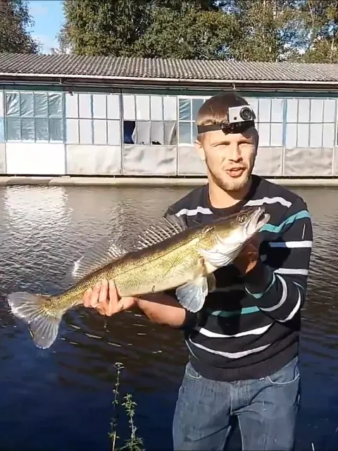 Zander