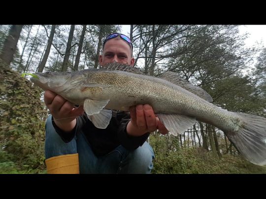 Zander