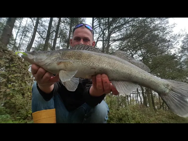 Zander