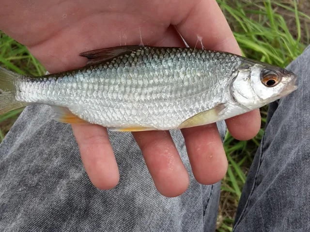 Rotauge