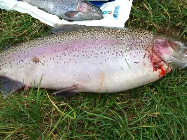 Regenbogenforelle