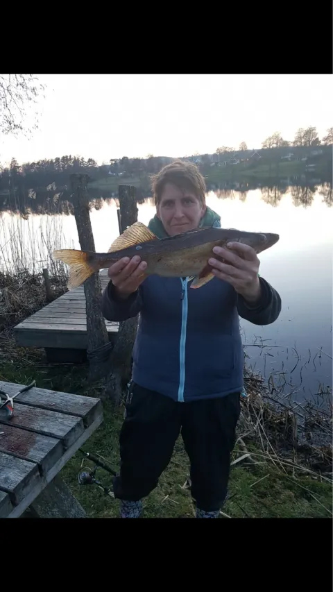 Zander