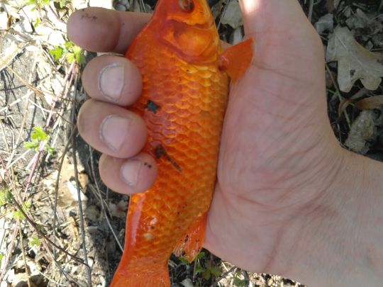 Goldfisch