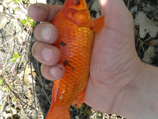 Goldfisch