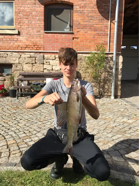 Äsche