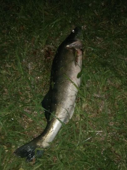 Zander