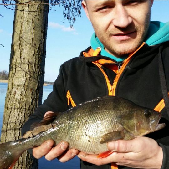 Flussbarsch