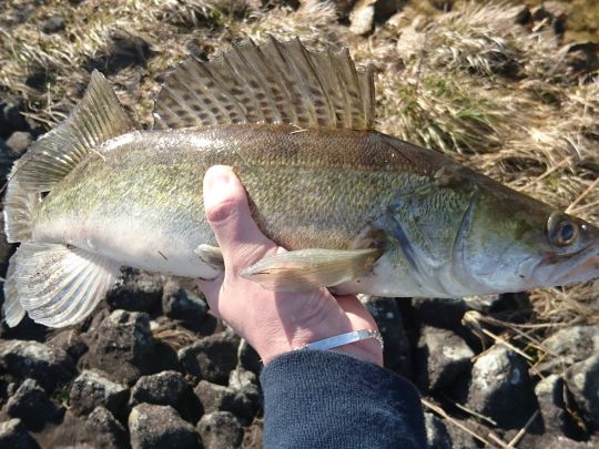 Zander