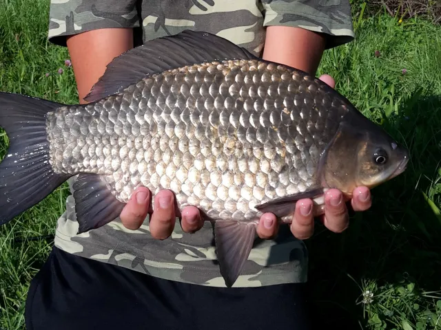 Karausche
