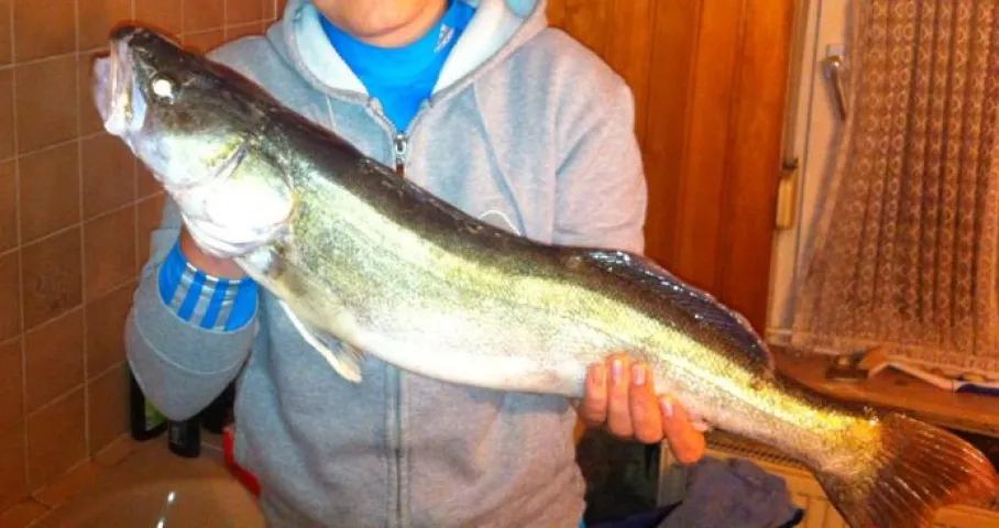 Zander