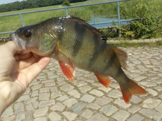 Flussbarsch