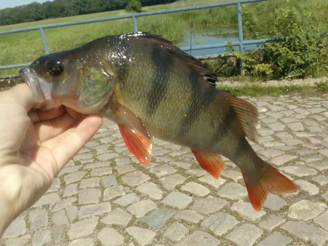 Flussbarsch