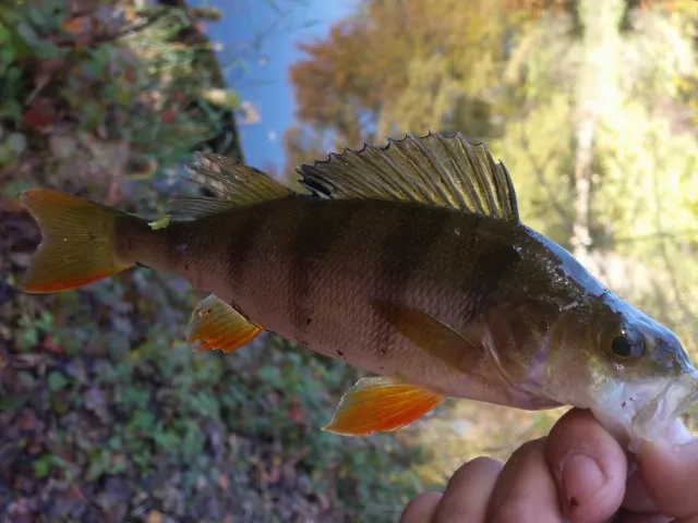 Flussbarsch