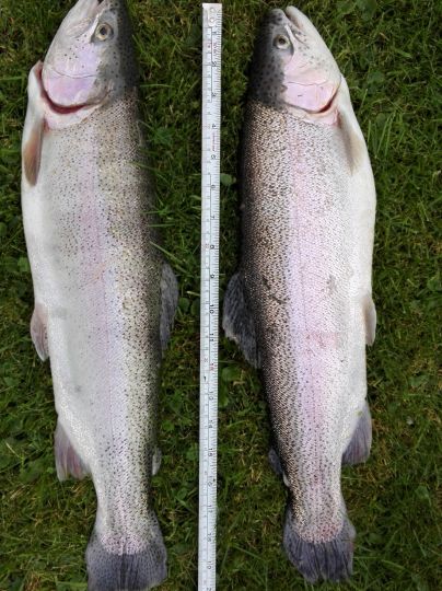 Regenbogenforelle