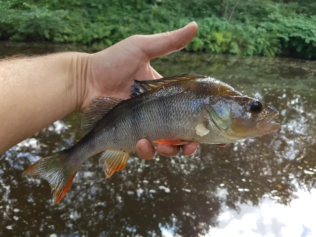 Flussbarsch
