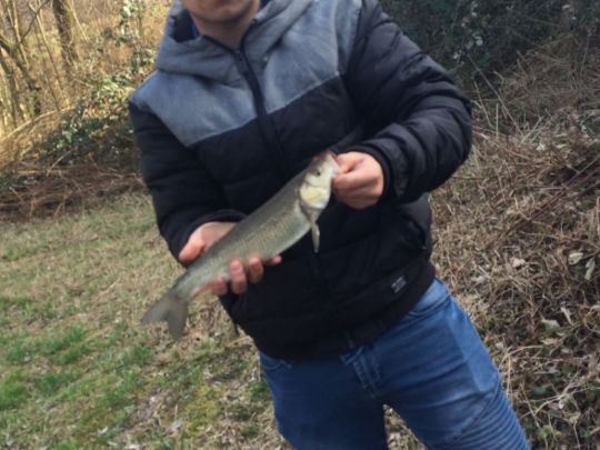 Döbel