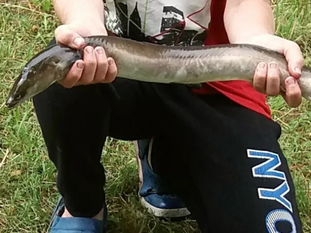 Aal
