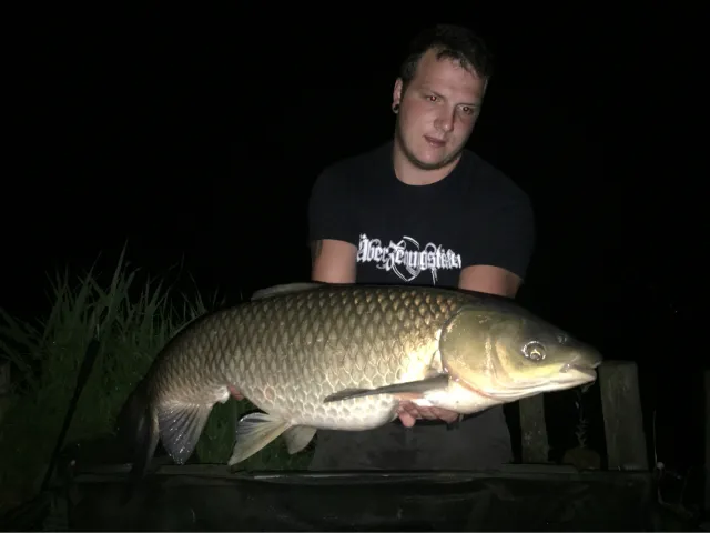Graskarpfen
