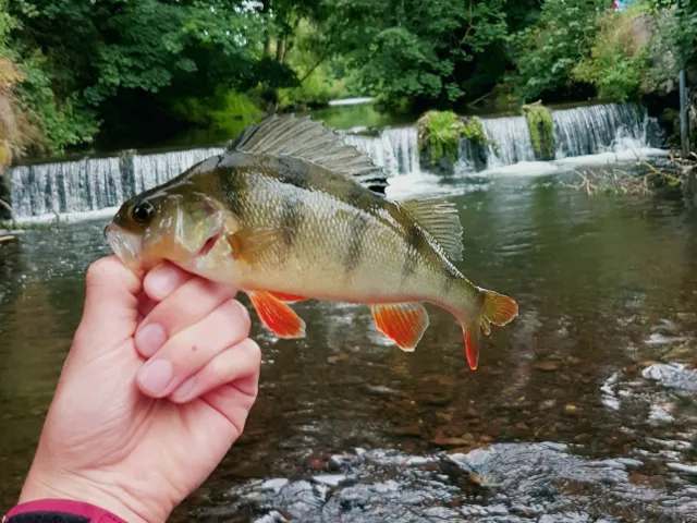 Flussbarsch