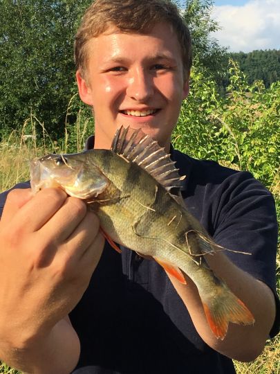 Flussbarsch