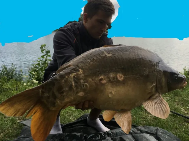 Karpfen